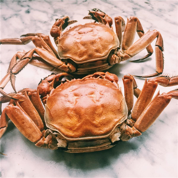 当你大闸蟹买多了吃不完怎么办?重庆蟹之都给你说说三种方法,保证螃蟹保存一周还是活蹦乱跳? 当你大闸蟹买多了吃不完怎么办?重庆蟹之都给你说说三种方法,保证螃蟹保存一周还是活蹦乱跳?