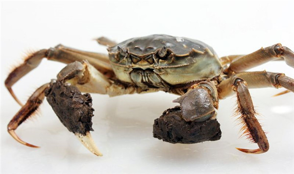 重庆蟹之都给您讲讲大闸蟹精彩的成长全程 重庆蟹之都给您讲讲大闸蟹精彩的成长全程