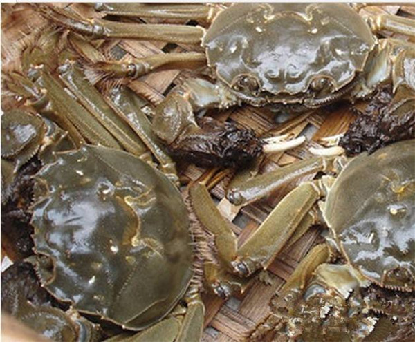 重庆蟹之都给您讲讲大闸蟹精彩的成长全程 重庆蟹之都给您讲讲大闸蟹精彩的成长全程